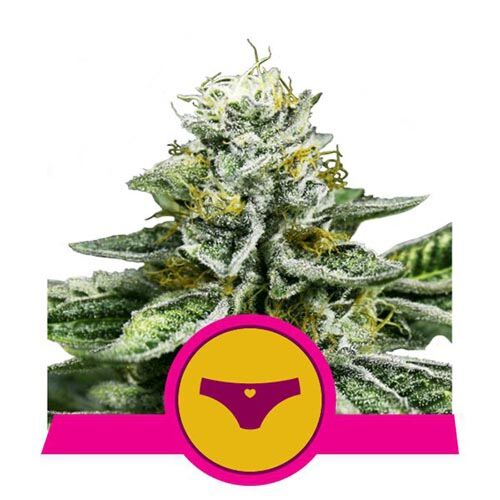 Sherbet Queen - Royal Queen Seeds
