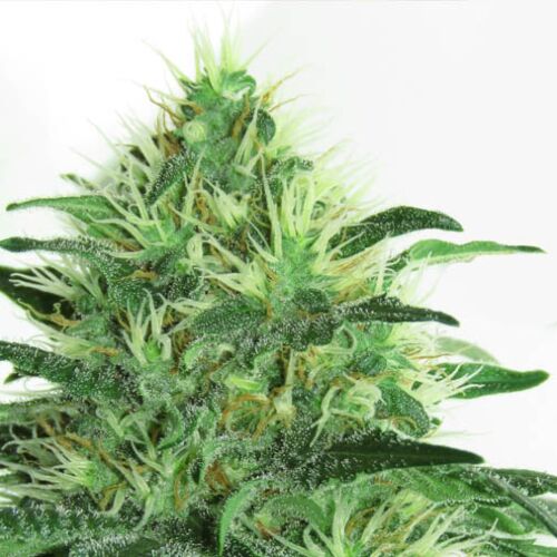 Sideral - Ripper Seeds
