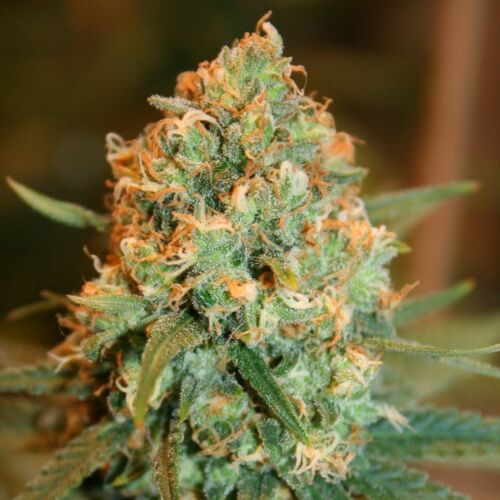 Silver Shadow Haze - Sagarmatha Seeds