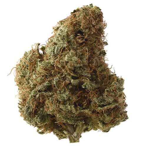 Sketch - Amsterdam Genetics