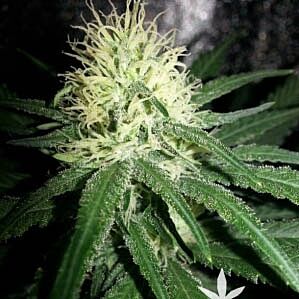 Skunk - Zambeza Seeds