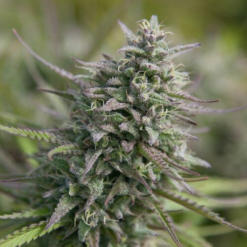 Sleepy Joe OG Auto - Huismerk