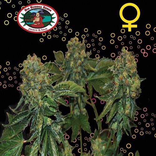 Sour Chiesel Automatic - Big Buddha Seeds