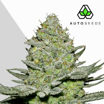 Sour Diesel Autoflower - Auto Seeds