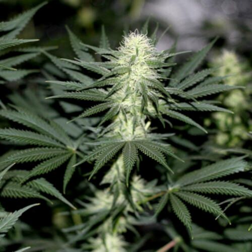 Sour Diesel - Blimburn Seeds
