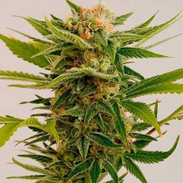 Sour Diesel - Growers Choice