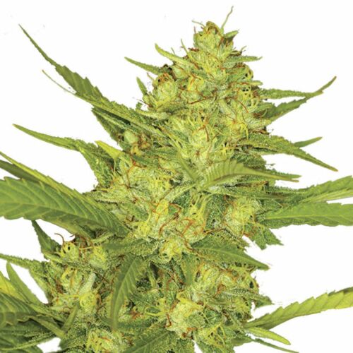 Sour Diesel - Royal Queen Seeds