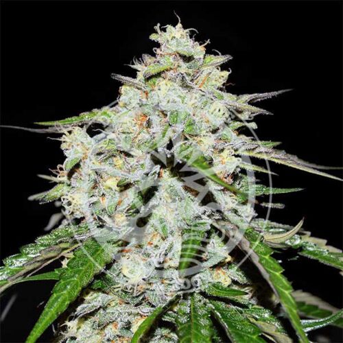 Space Cookies Auto - Delicious Seeds