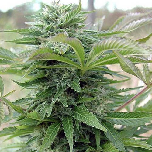 Afghani Gold - Spliff Seeds