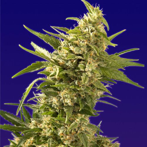 Ak Automatic - Spliff Seeds