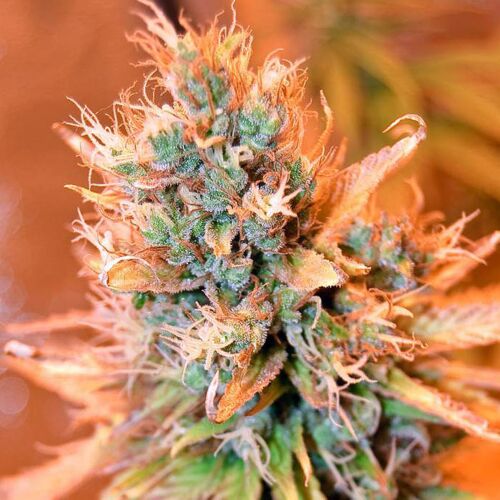 Blue Medi Kush - Spliff Seeds