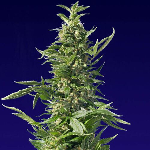 Spliff Diesel - Spliff Seeds