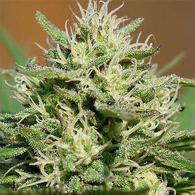 Lemon Cream Kush Automatic - Spliff Seeds