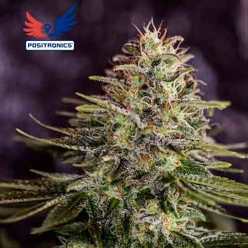 Sticky Dream - Positronics
