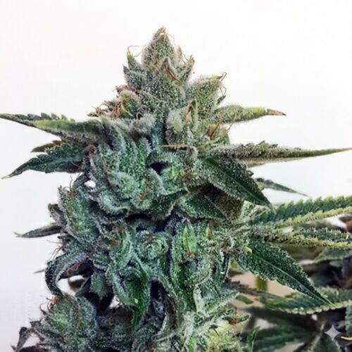 Sticky Zkittlez Glue - Cream of the Crop