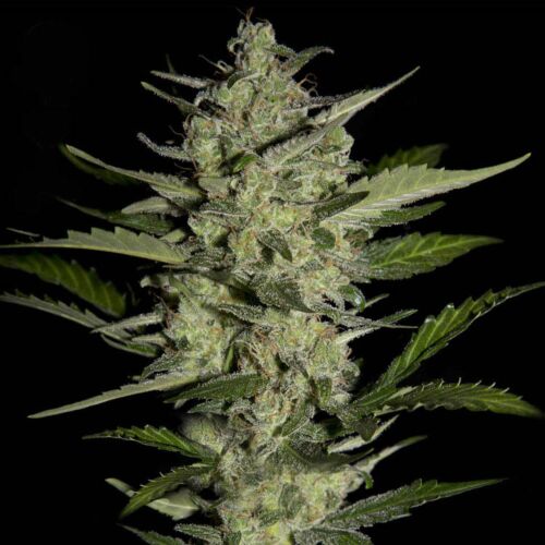 Flowerbomb Kush - Strain Hunters