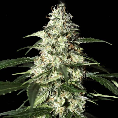 Skunk Auto - Strain Hunters autoflower