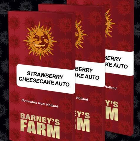 Strawberry Cheesecake Auto - Barney's Farm