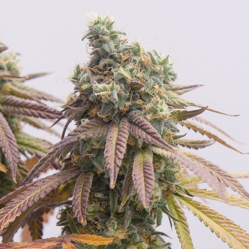 Strawberry Haze Auto - Huismerk Wietzaadjes.nl