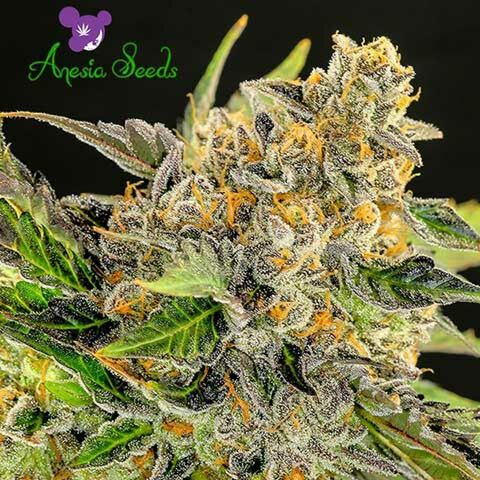 Strawberry Kush - Anesia Seeds