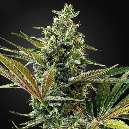 Super Lemon Haze Autoflowering CBD - Green House Seeds