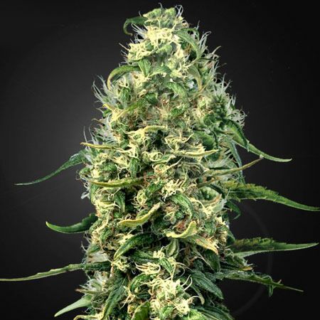 Super Silver Haze - Green House Seeds