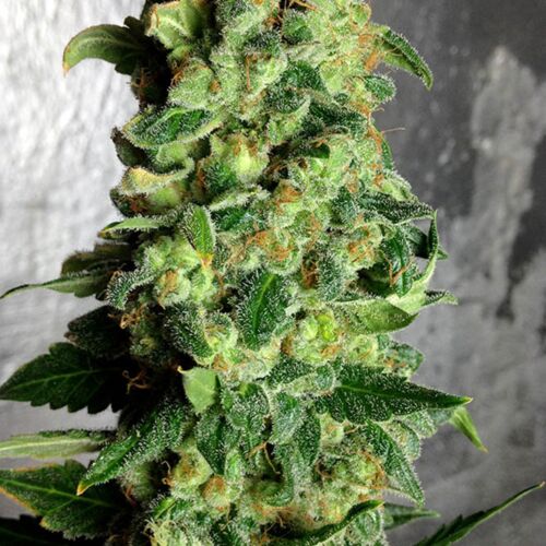 Super Skunk Auto - Dr Krippling