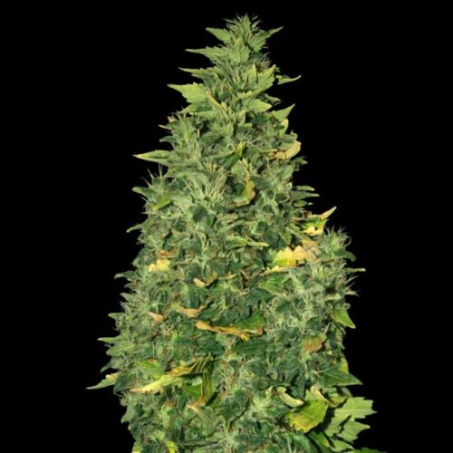 Super Skunk Auto - Sagarmatha Seeds