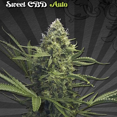 Sweet CBD Auto - Auto Seeds