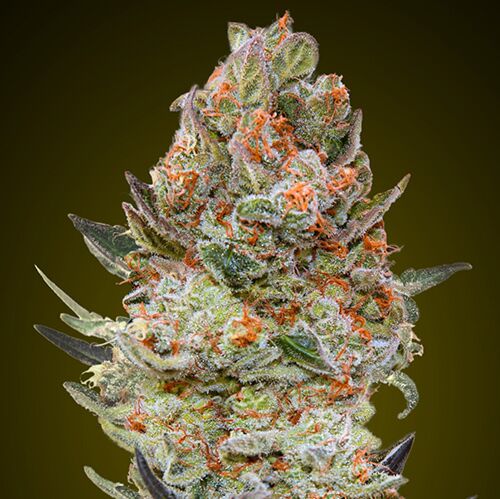 Sweet Critical CBD - 00 Seeds