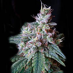 Cream Caramel Fast V - Sweet Seeds