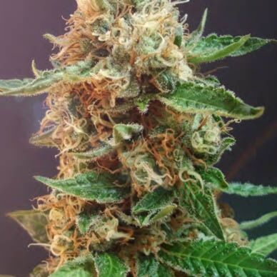 The Bulldog Haze Auto - Bulldog Seeds