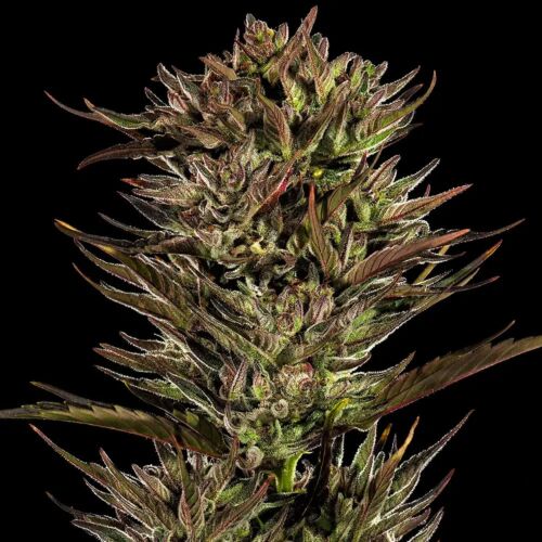  Thin Mint x Sour Pinot Auto  - Barney's Farm