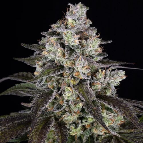 Trainwreck - Barney's Farm