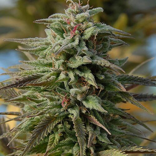Trippy Gorilla Auto - Big Head Seeds