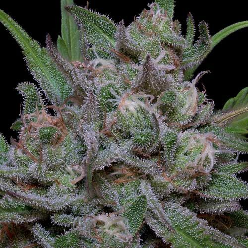 Trippy Sherbert Punch Auto - Big Head Seeds