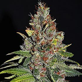 Tropical Punch - G13 Labs Seeds