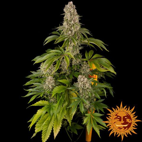 Tropicanna Banana - Barney's Farm