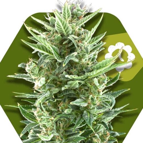 Vanilla Ice Auto - Zambeza Seeds