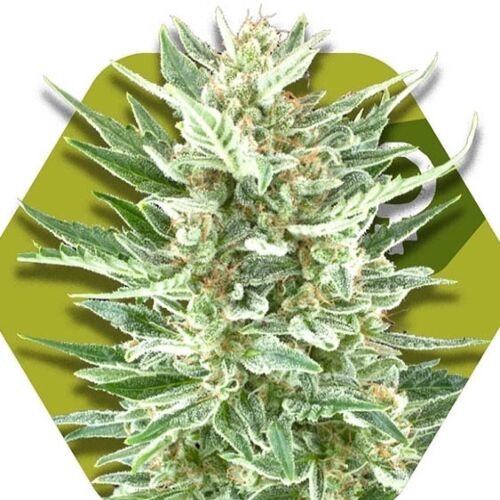 Vanilla Ice - Zambeza Seeds