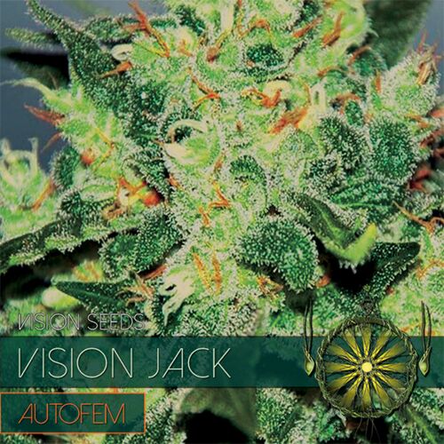Vision Jack Auto - Vision Seeds