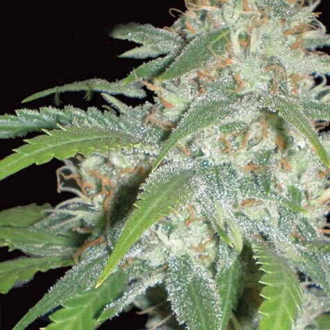 Amnesia - Vision Seeds