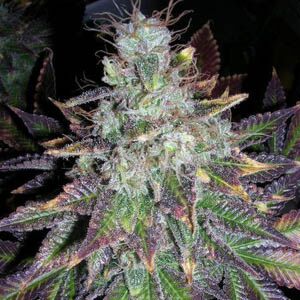 Blueberry Bliss Auto - Vision Seeds