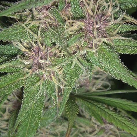 Jack Herer - Vision Seeds