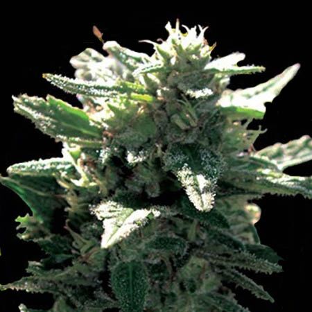 La Blanca Gold - Vision Seeds