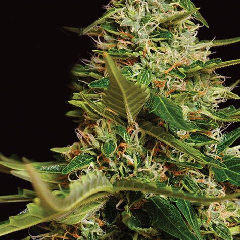 Super Skunk Auto - Vision Seeds autoflower