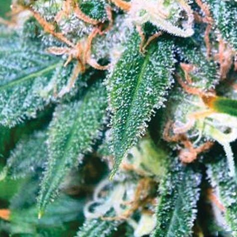Super Skunk - Vision Seeds