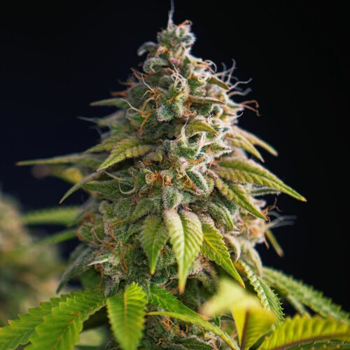 Wedding Cake Auto - Huismerk