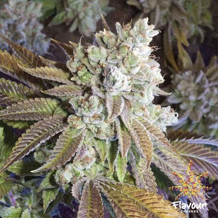 Wedding Cake - Flavour Chasers