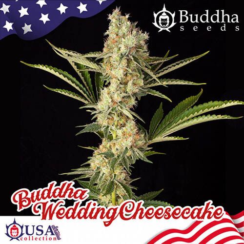 Wedding Cheesecake - Buddha Seeds